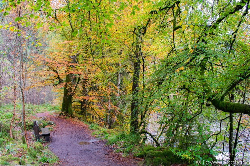 A pathway leading through trees with green and rust coloured leaves